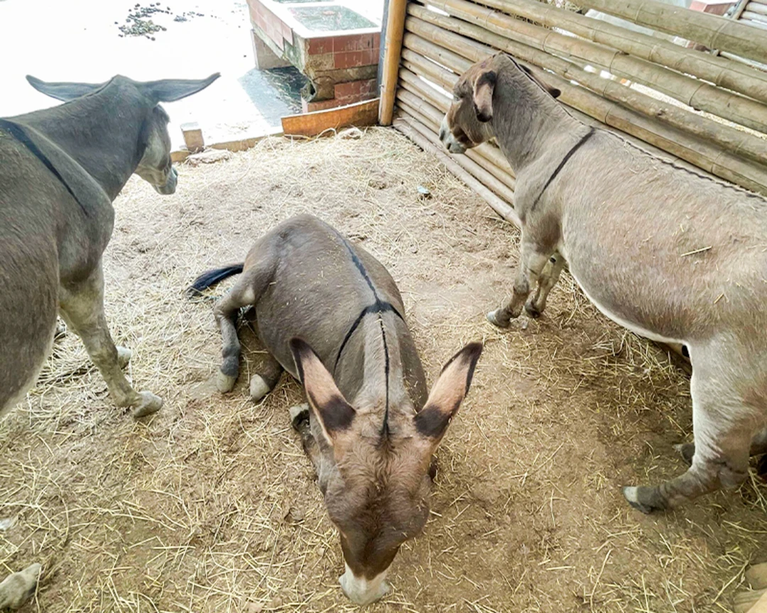 Ecoparque 18 El Gaitero Granja El Gaitero El Gaitero