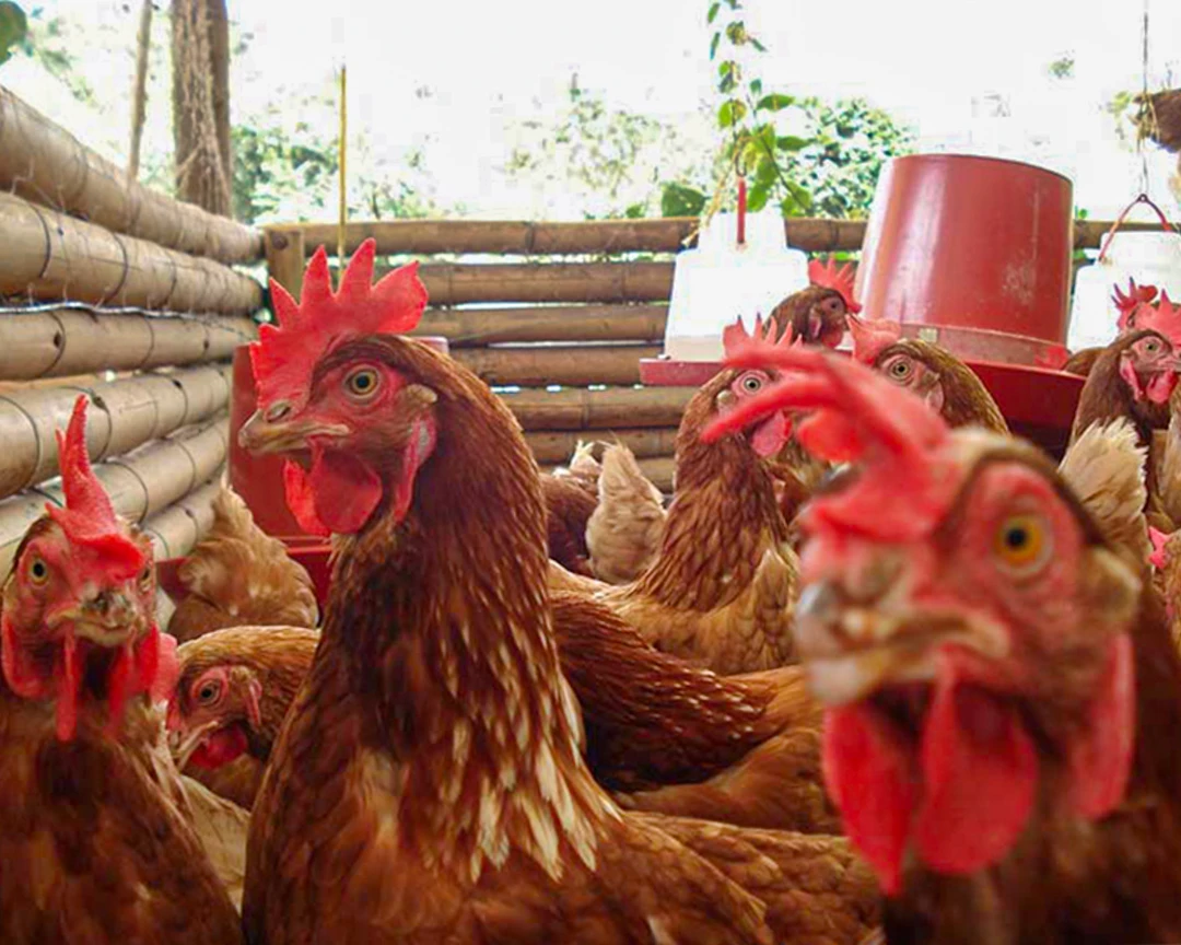 Reservas 12 El Gaitero granja interactiva El Gaitero